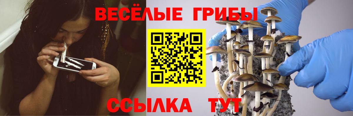 Псилоцибиновые грибы GOLDEN TEACHER Северобайкальск